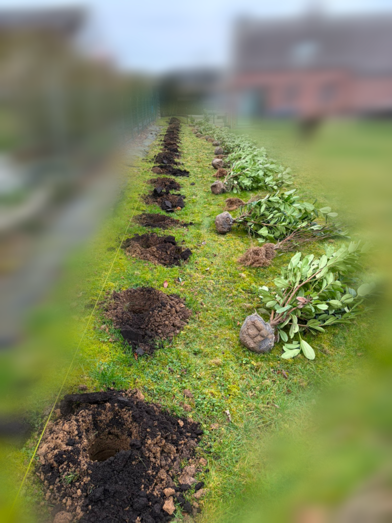 Réalisation d’une plantation de haie