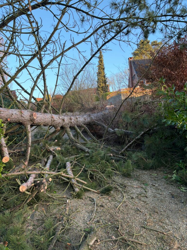 Nettoyage après dégâts de tempête