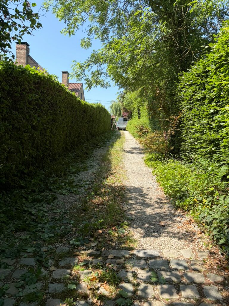 Taille de haies